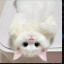 عکس کاربر - گربه⁦ฅ⁠^⁠•⁠ﻌ⁠•⁠^⁠ฅ⁩
