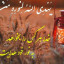 عکس کاربر - حسام‌الدین رودینی