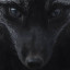 عکس کاربر - Black 🖤 Wolf
