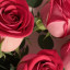 عکس کاربر - lotfi 65
