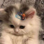 عکس کاربر - luna🦋