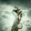 عکس کاربر - Raham asgari