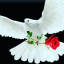عکس کاربر - عیسی