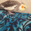 عکس کاربر - 🐤🐥 طوطی سخنگو هستم🐤🐦