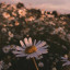 عکس کاربر - pari♡