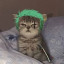 عکس کاربر - 🐈Zoro + cat 🐈