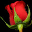 عکس کاربر - نیلوفر گلدوز