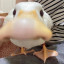 عکس کاربر - Duck Guy