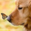 عکس کاربر - فرزند طبیعت 🐾🌸