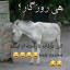 عکس کاربر -  💕Mahsa 💕