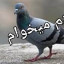 عکس کاربر - ابوالفضل سخندان 