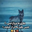عکس کاربر - گرگ تنها
