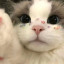 عکس کاربر - ★٭고양이 소녀⭑͘⸳⭑ࣶࣸ ֺ