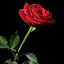 عکس کاربر - amirrze_amiri