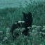 عکس کاربر - شروین