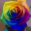 عکس کاربر - 🌹یا فاطمه الزهرا🌹 .....