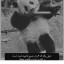عکس کاربر - 🐼shahrzad🐼