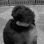 عکس کاربر - ℍ𝔸𝕊𝔸ℕ