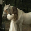 عکس کاربر - 🤍horse white🤍