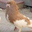 عکس کاربر - سلطان
