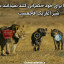عکس کاربر - پرسپولیس سرور استقلال 