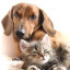 عکس کاربر - حیات گربه 🐱وسگ🐶