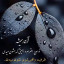 عکس کاربر - ستاره سهیل