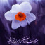عکس کاربر - سید محمد صادق
