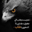 عکس کاربر - ABOLFAZL 
