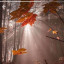 عکس کاربر - fariba rz
