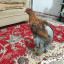 عکس کاربر - سپهر منصوردهقان