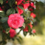 عکس کاربر - فرشته