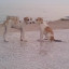 عکس کاربر - zahra..allipoor
