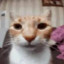 عکس کاربر - Cat