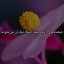عکس کاربر - محمد