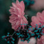 عکس کاربر - golsataghizadeh 