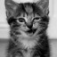 عکس کاربر - Mr Cat