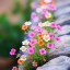 عکس کاربر - spring