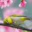عکس کاربر - pedram