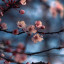 عکس کاربر - yasin sakura