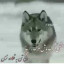 عکس کاربر - adel 