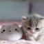 عکس کاربر - Cat