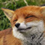 عکس کاربر - 🦊janyar love fox🦊