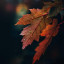 عکس کاربر - Adrian Moradian