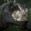 عکس کاربر - raptor