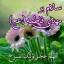 عکس کاربر - Mahdi Pasandide17