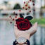 عکس کاربر - Rogheyeh