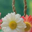 عکس کاربر - الی