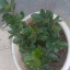 عکس کاربر - اسدی