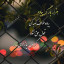 عکس کاربر - Amir mohmm